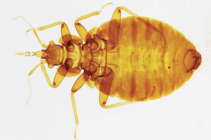 Постельные клопы с точки зрения религии