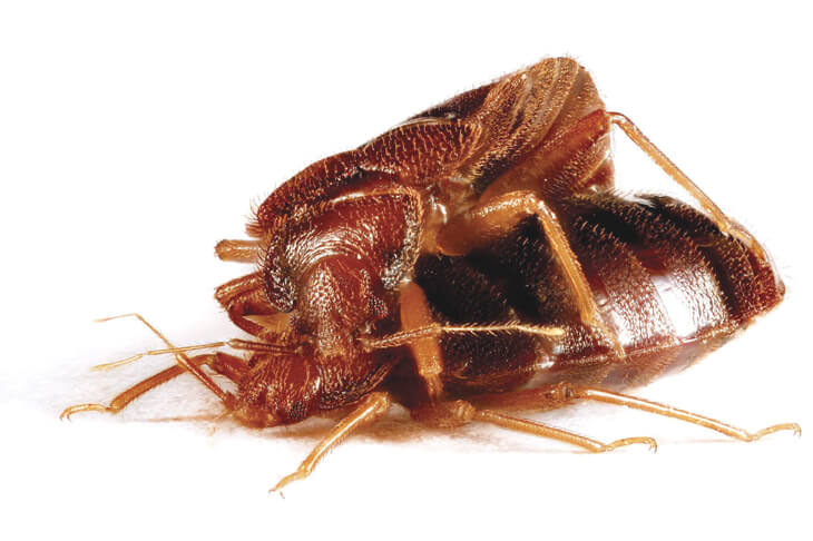 Постельные клопы, кто они такие? Спаривание клопов постельных (самка внизу, самец вверху).