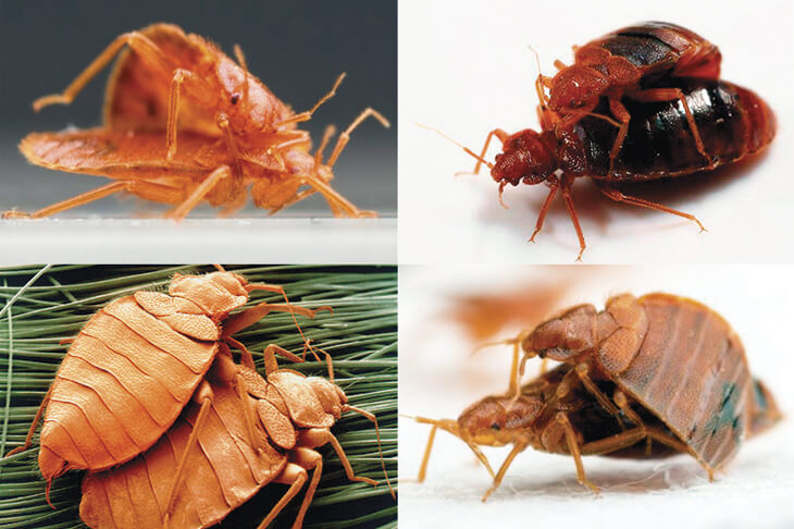 Спаривание клопов.