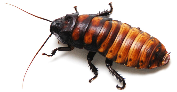 Как долго живут тараканы Мадагаскарский таракан.