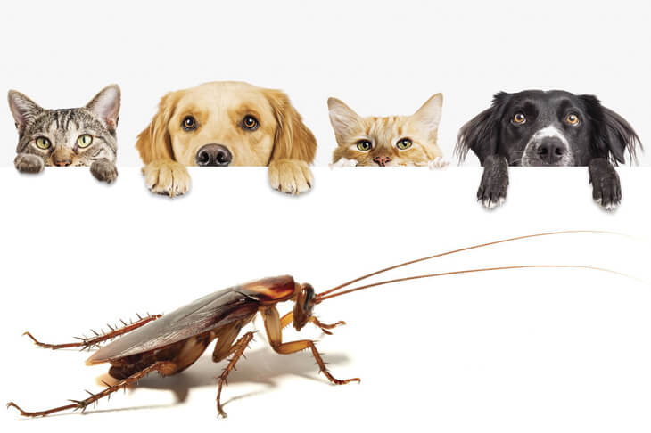 Безопасно для домашних животных избавляемся от тараканов
