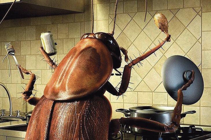 Тараканы на кухне. Способ борьбы. Рецепт борной кислоты с яйцом от тараканов.