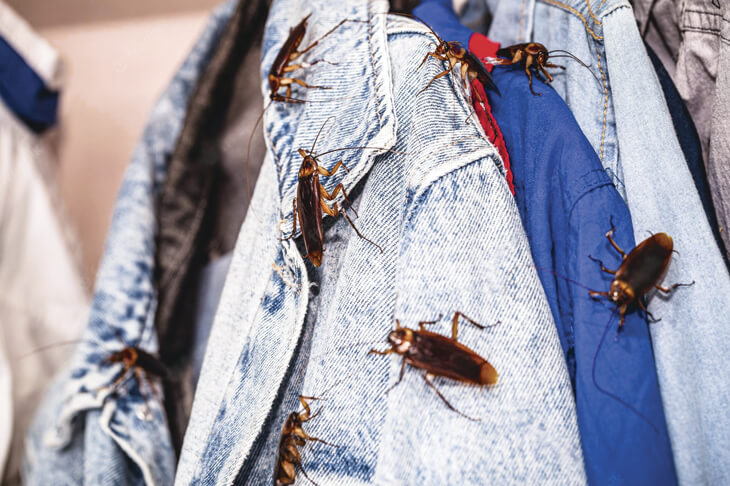 Тараканы на одежде