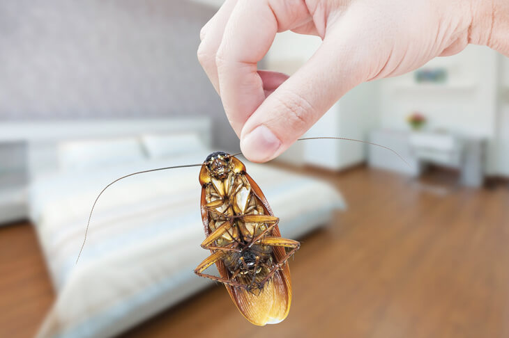 Тараканы в комнате. Способы борьбы.