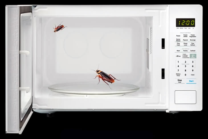 Тараканы в микроволновке: как безопасно избавиться и не сломать технику