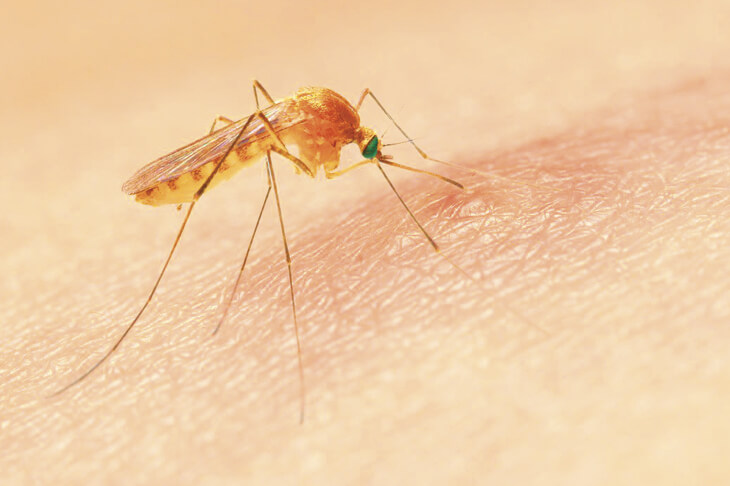 Укус комара Укус комара.