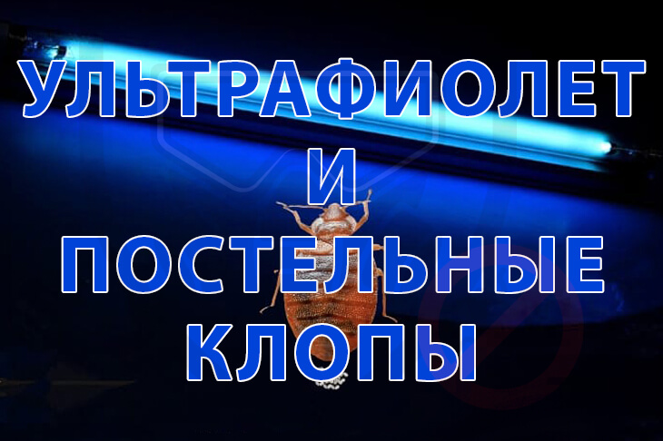 Ультрафиолет и постельные клопы: как на самом деле работает УФ-свет в квартире