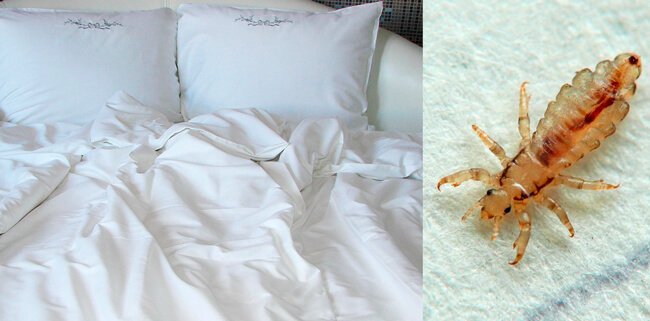 Паразиты в постели. Меры противодействия и средства. Вши прячутся под подушками