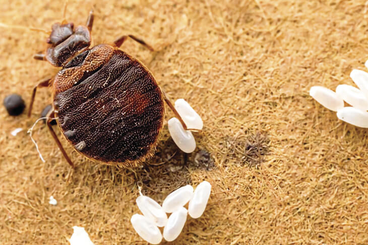 Яйца постельного клопа. Размножение постельных клопов.