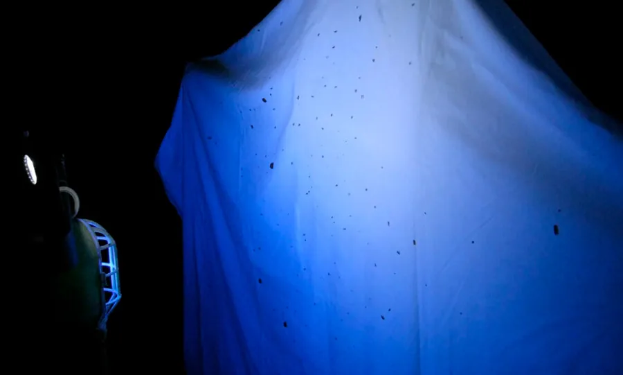 Поиск клопов при помощи ультрафиолета