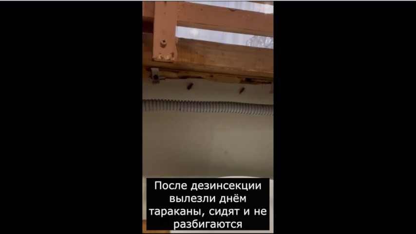 Аномальное поведение тараканов после обработки: биологический разбор