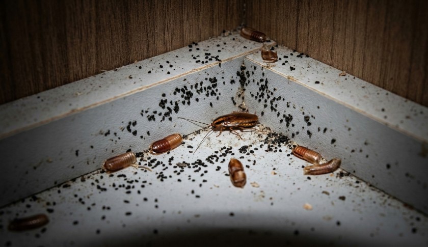 Гнездо и следы тараканов